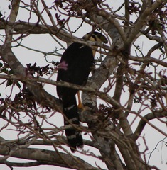 Micrastur semitorquatus