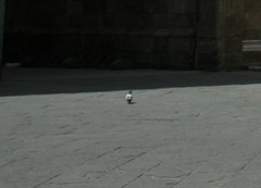 Columba livia domestica