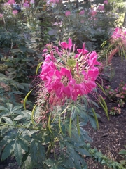 Cleome