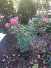 Cleome