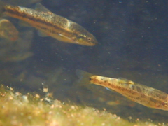 Rhinichthys osculus