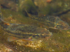 Rhinichthys osculus
