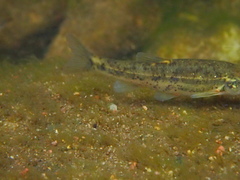 Rhinichthys osculus