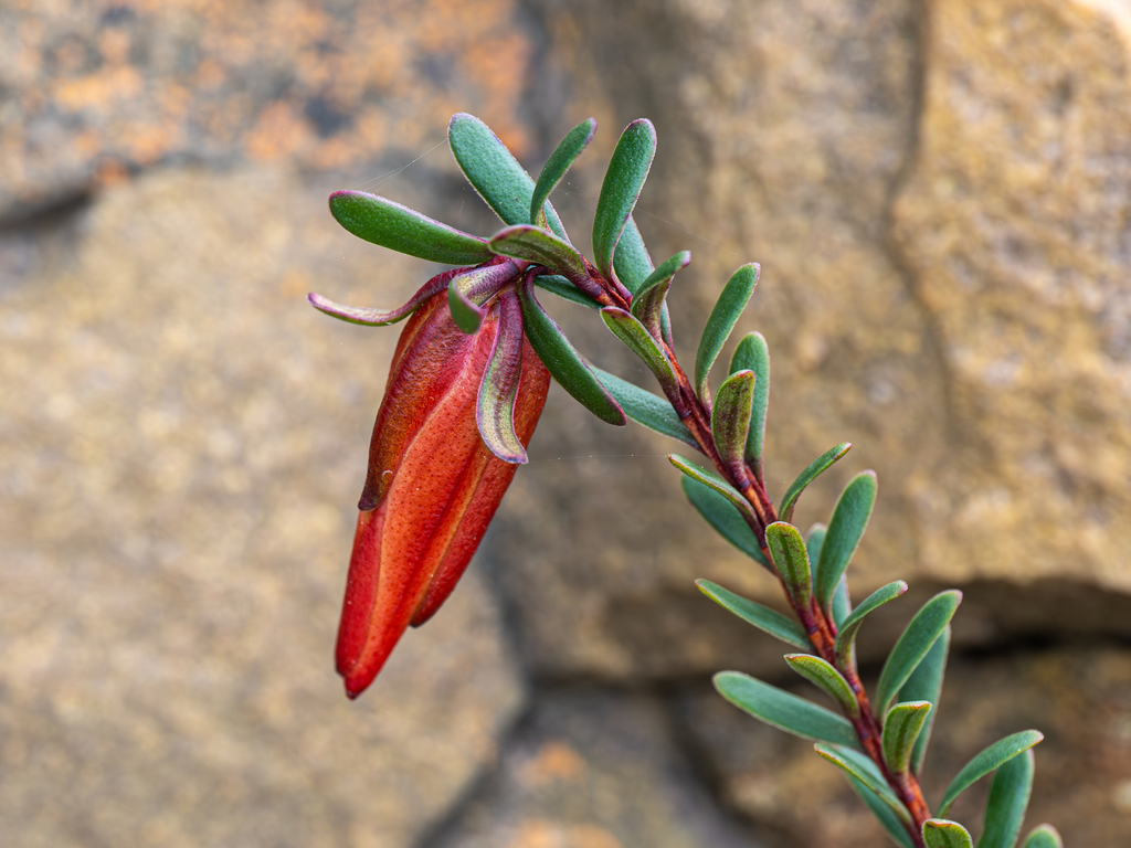 Darwinia hypericifolia