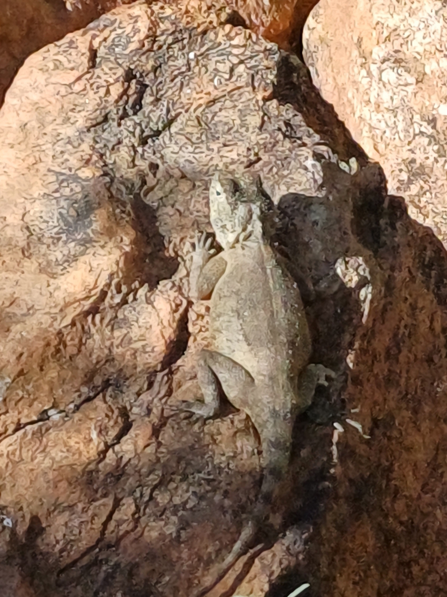 Agama anchietae Bocage, 1896