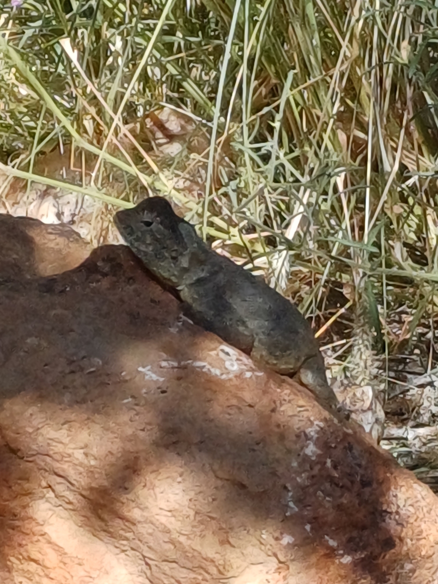 Agama anchietae Bocage, 1896