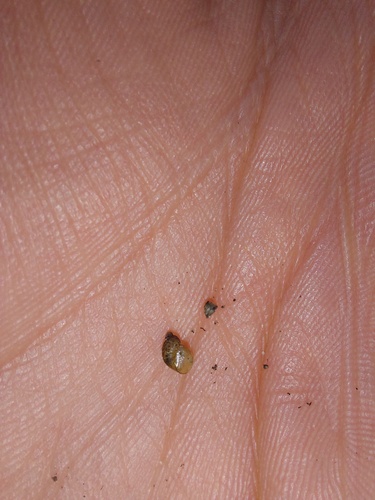 Small Amber Snail, Oost, Utrecht, Nederland, photo 6 of 10