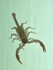 Euscorpius aquilejensis
