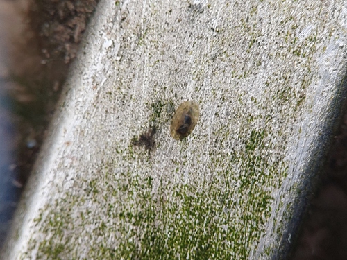 American lake limpet, Oost, Utrecht, Nederland, photo 10 of 10