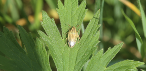 Aelia acuminata