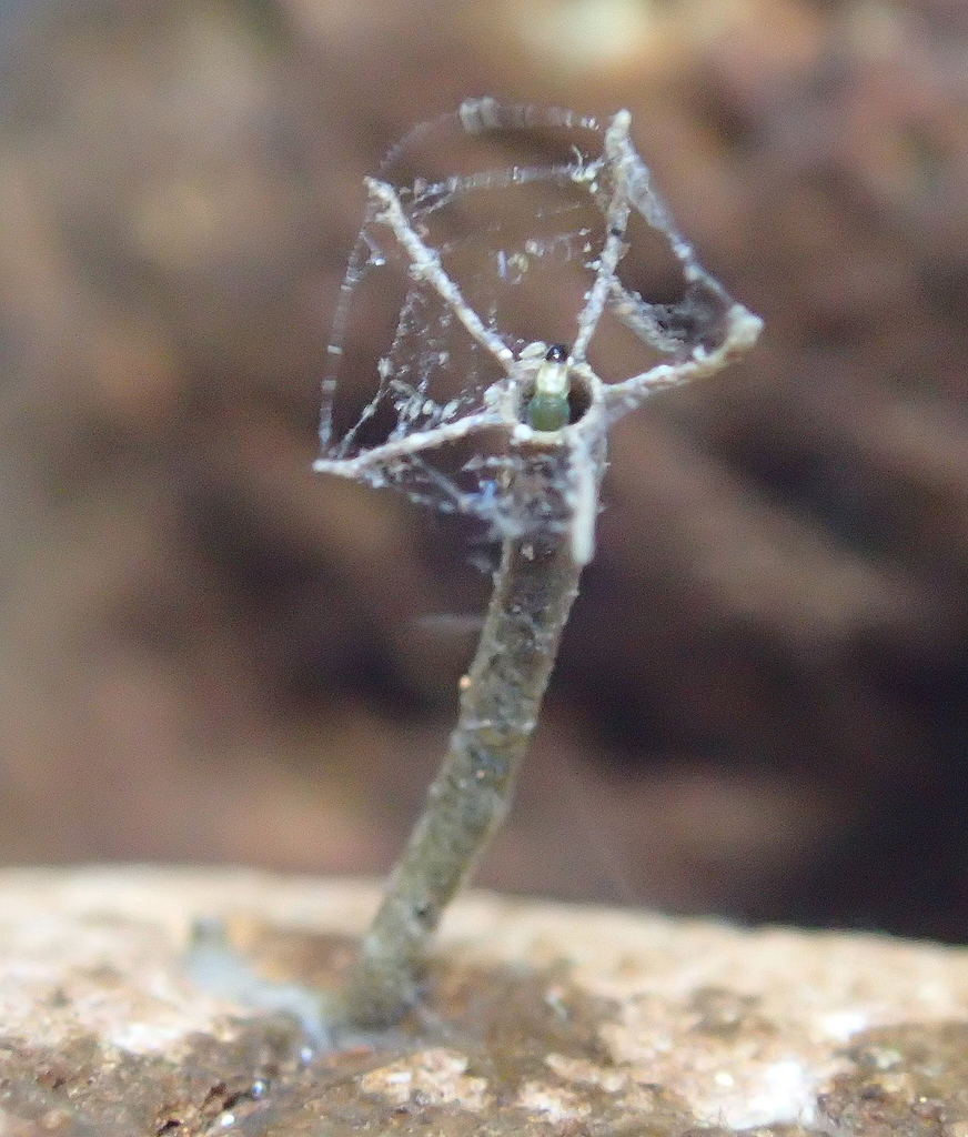 Rheotanytarsus