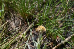 Arnica chamissonis
