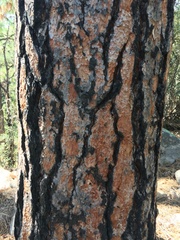 Pinus engelmannii