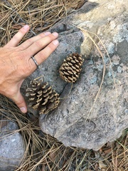 Pinus engelmannii