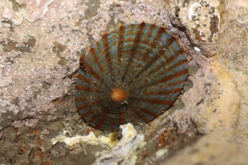 Cellana nigrolineata