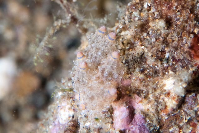 Produnga rubropunctata