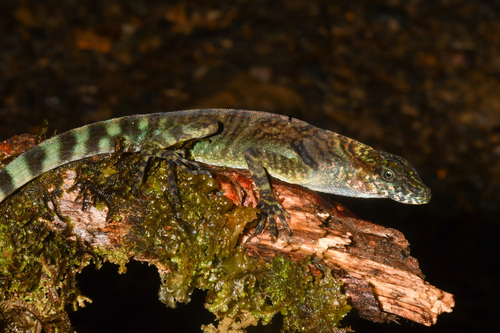 Rueda's Anole, Anolis maculigula