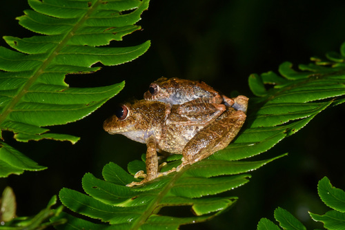 Pristimantis penelopus