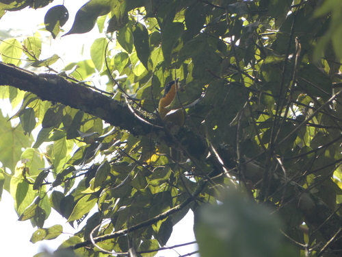 iNaturalist image