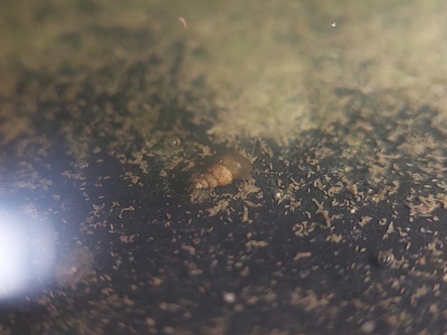 Serrate Crownsnail, Oost, Utrecht, Nederland, photo 2 of 10