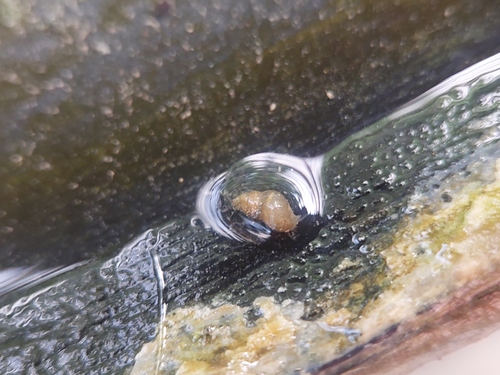 Serrate Crownsnail, Oost, Utrecht, Nederland, photo 10 of 10