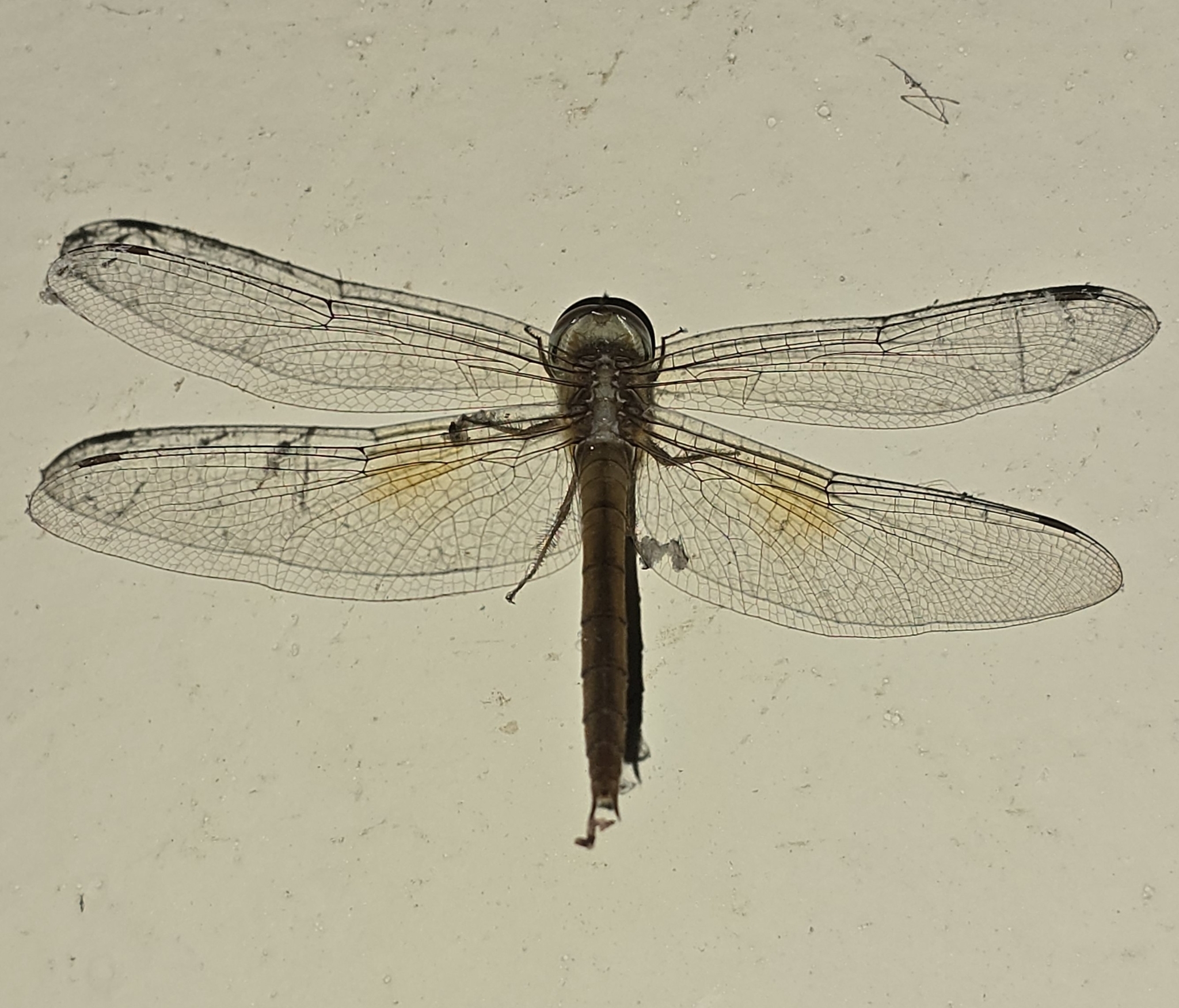 Coral-Tailed Cloudwing
