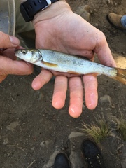 Ptychocheilus oregonensis