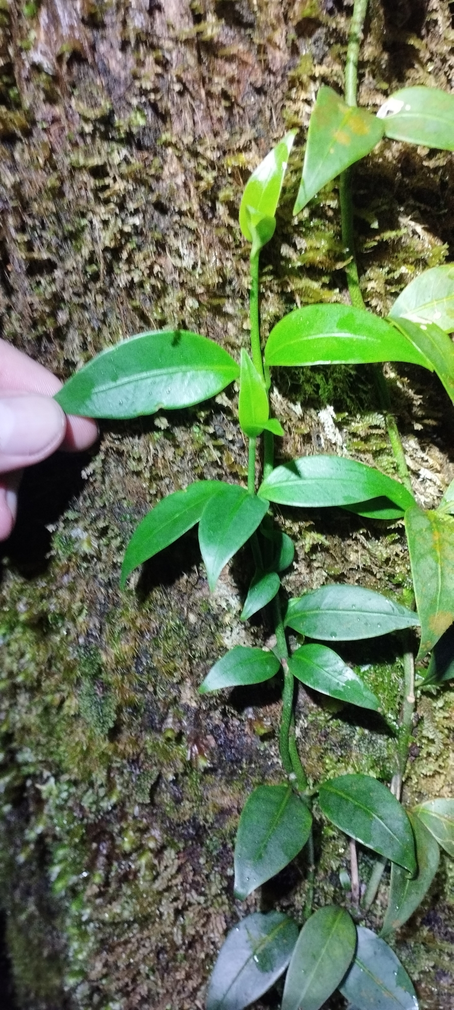 Psychotria serpens (Psychotria serpens)