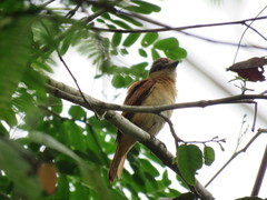 Pachyramphus castaneus