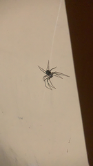 Loxosceles reclusa