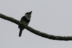 Notharchus hyperrhynchus