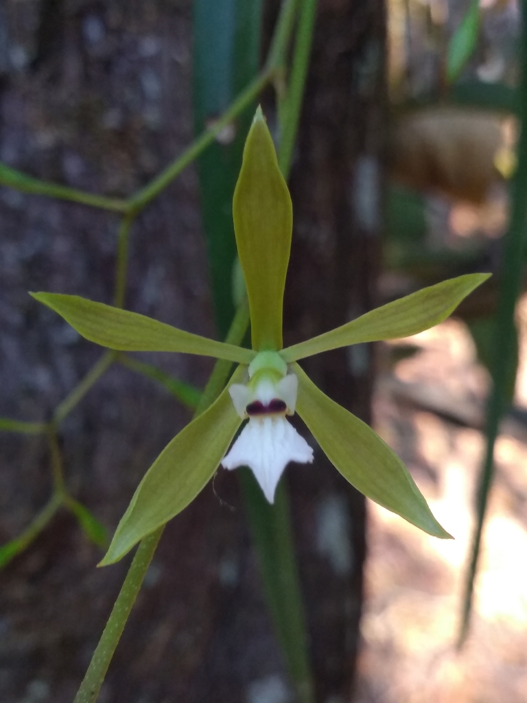 Encyclia linearifolioides (Kraenzl.) Hoehne
