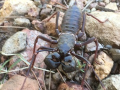 Mastigoproctus tohono