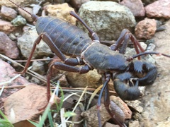 Mastigoproctus tohono