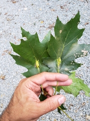 Melikaiella tumifica