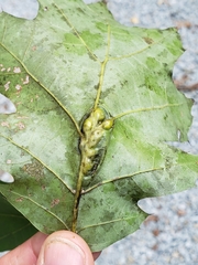 Melikaiella tumifica