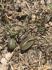 Aristolochia erecta