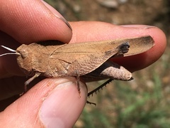 Tomonotus ferruginosus