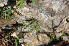Commelina communis