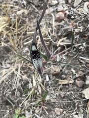 Aristolochia erecta