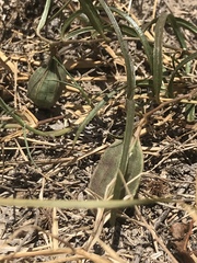 Aristolochia erecta
