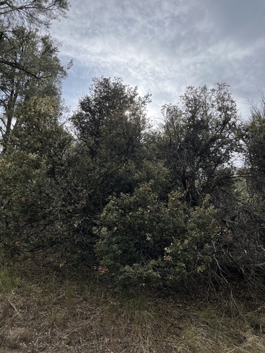 canyon live oak (Quercus chrysolepis)