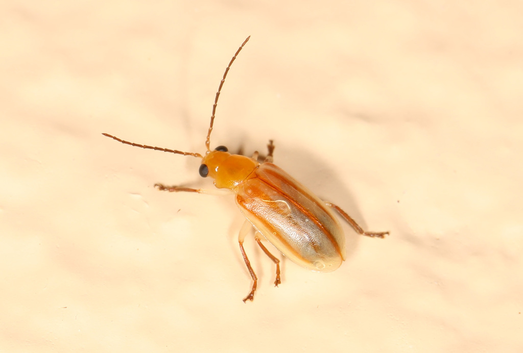 Exora encaustica