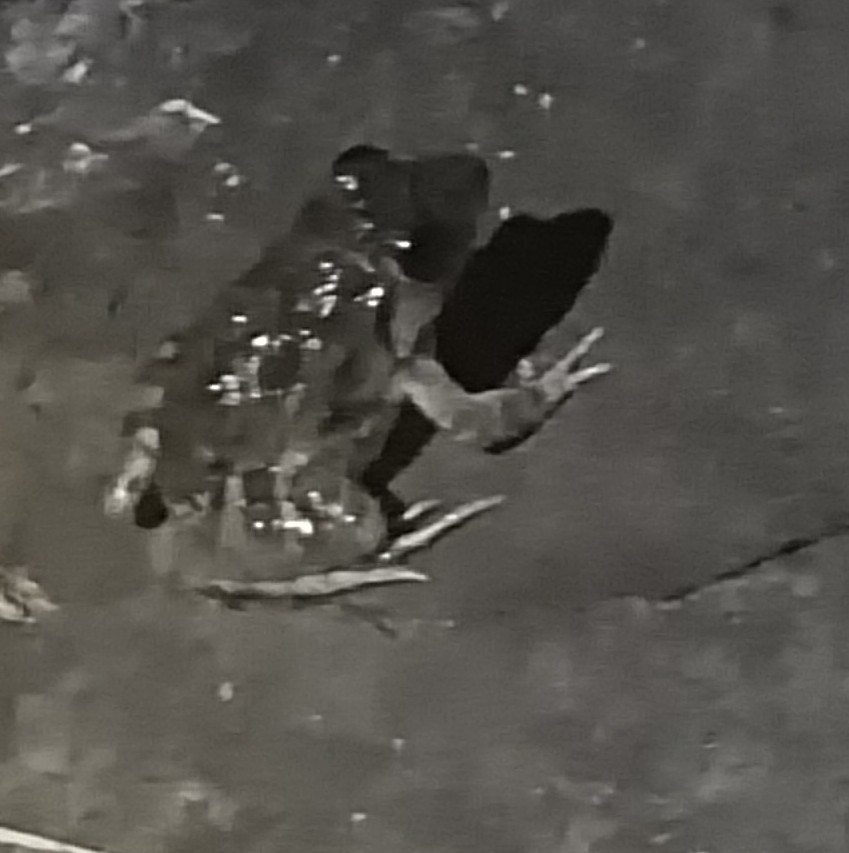 Granular Cricket Frog