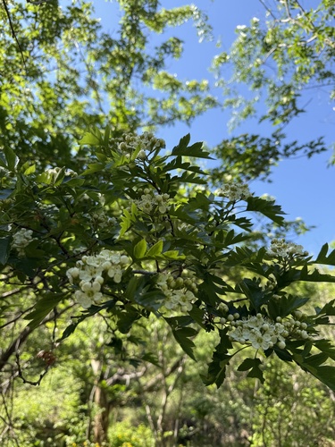 Chinese haw (Crataegus pinnatifida)