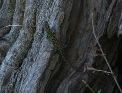 Podarcis muralis nigriventris