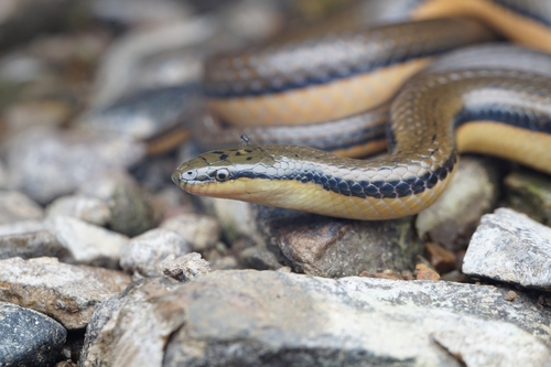 Bicoloured Stream Snake