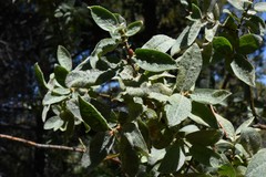 Salix monticola