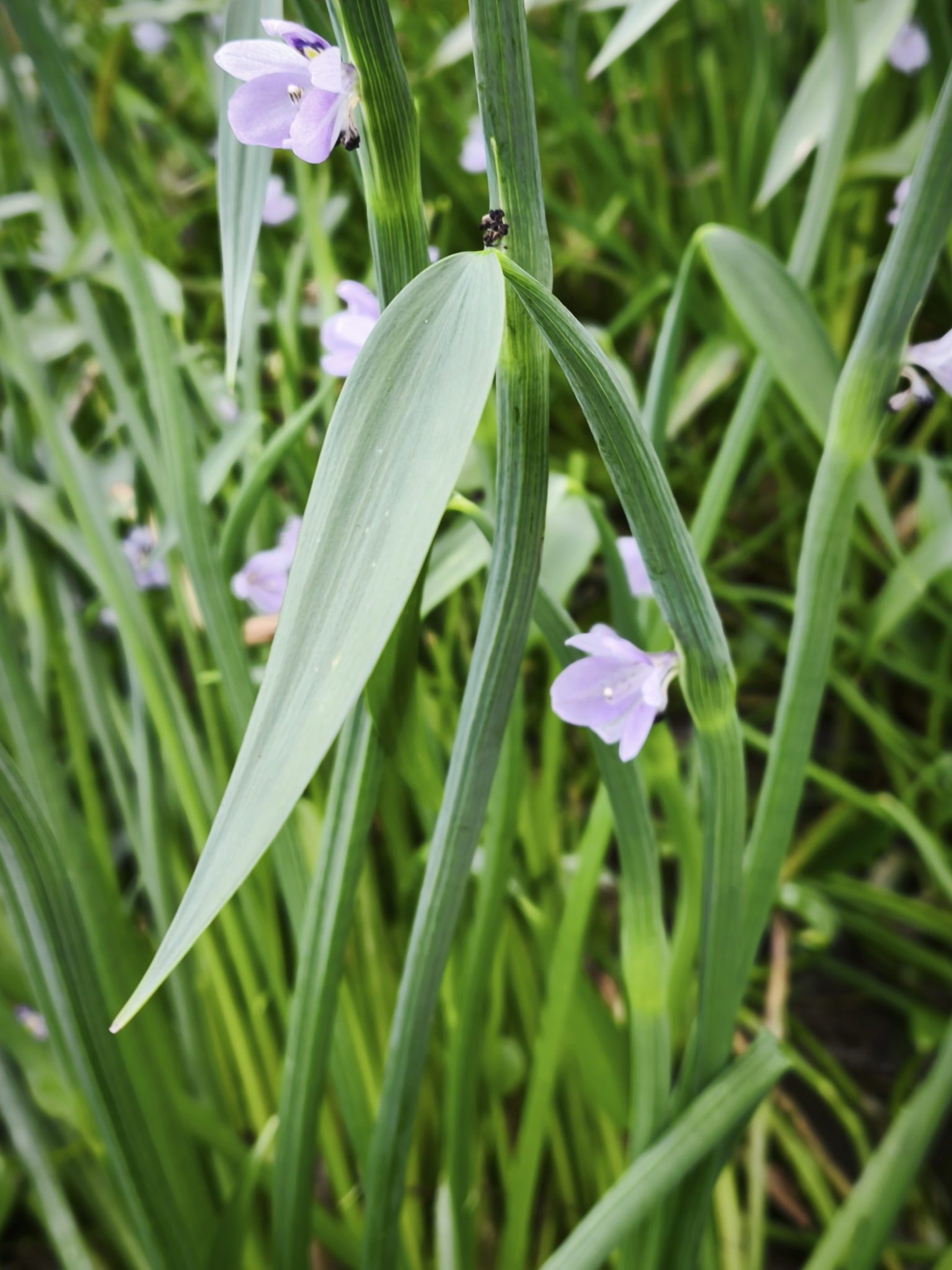 Pontederia paradoxa