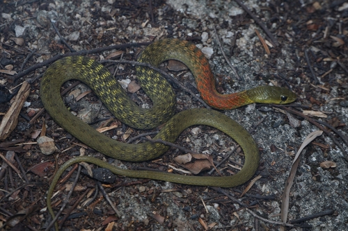Heller's Red-necked Keelback